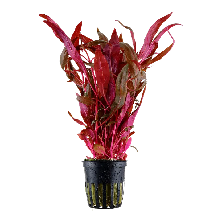 РАСТЕНИЯ В ГОРШКАХ